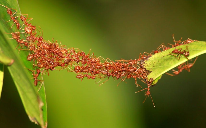 Ants forming a bridge to cross a gap between two leaves